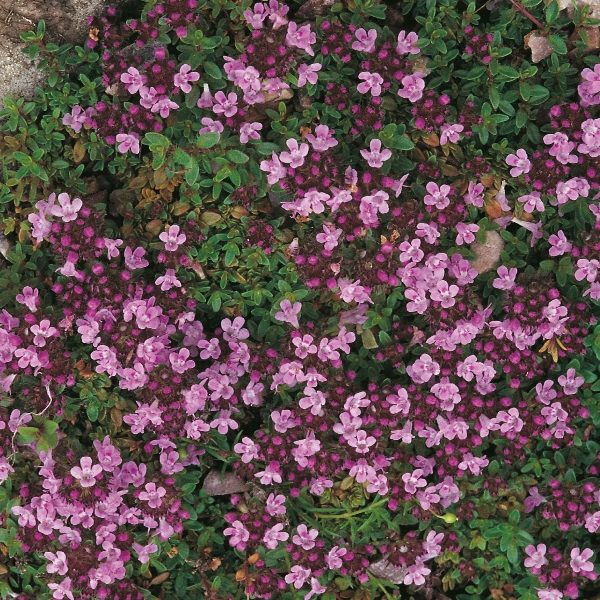 Thyme Creeping (Thymus) Pack King's Suffolk Herbs Garden Seeds