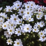 Cosmos 'White Purity' Pack King's Quality Flower Seeds