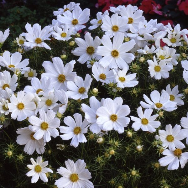 Cosmos 'White Purity' Pack King's Quality Flower Seeds