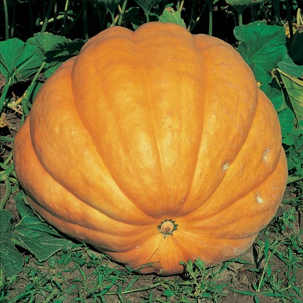 Pumpkin 'Dills Atlantic Giant' Pack King's Quality Seeds