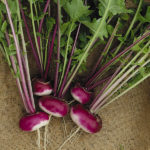 Turnip 'Milan Purple Top' Pack Kings Vegetable Seeds
