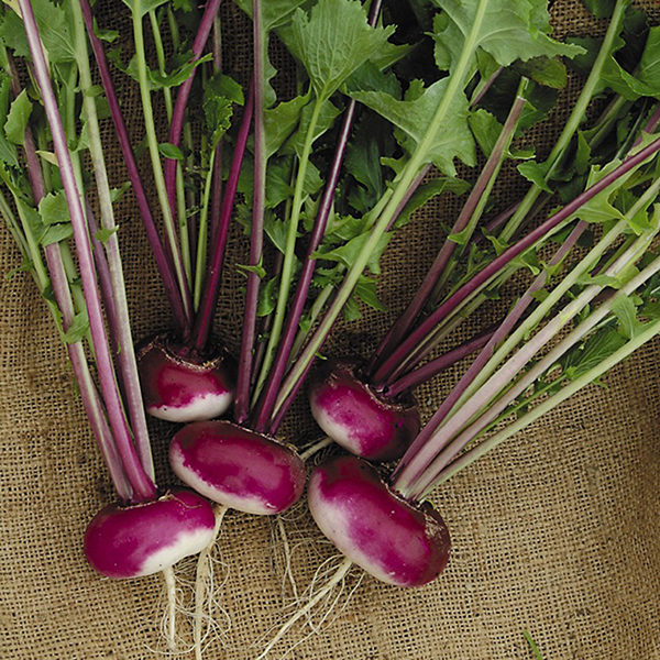 Turnip 'Milan Purple Top' Pack Kings Vegetable Seeds