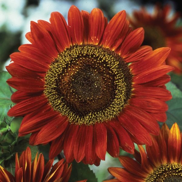 Sunflower Red Sun King's Quality Flower Seeds