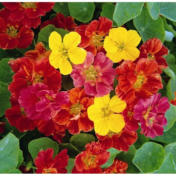 Nasturtium Jewel Mixed Pack Kings Flower Seeds