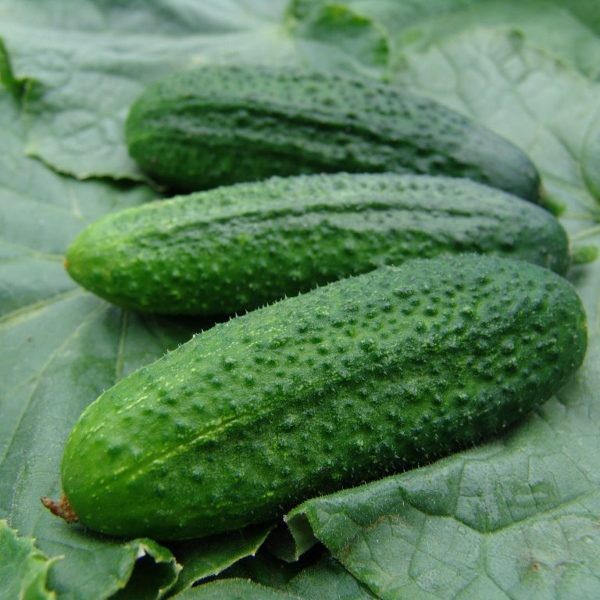 Cucumber Partner F1 'Gherkin' Pack Kings Vegetable Seeds