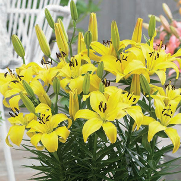 Lillium Lily Dwarf 'Fancy Joy' WPC Prins Pack x3 Bulbs