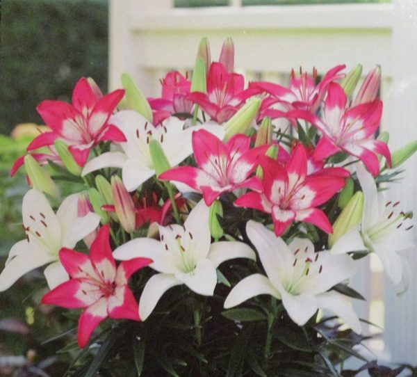 Lillium Lily Dwarf 'Perfect/Sparkling Joy Mix' WPC Prins Value Pack x4 Bulbs