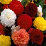 Begonia 'Fimbriata Mixed' WPC Prins Quality Bulbs/Tubers Value Pack x8 Bulbs
