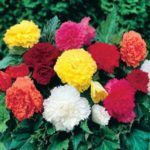 Begonia 'Fimbriata Mixed' WPC Prins Quality Bulbs/Tubers Value Pack x8 Bulbs