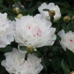 Peony Paeonia 'Festiva Maxima' Bareroot Perennial