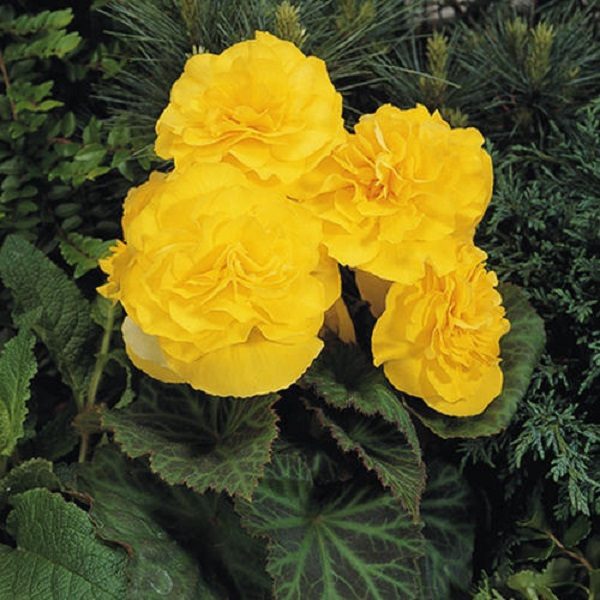Begonia 'Non Stop Yellow WPC Prins Quality Bulbs/Tubers Pack x3