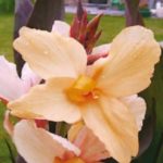 Canna Lily Bronze Leaf 'Angel Martin' Bulb/Tuber/Rhizome Pack x1