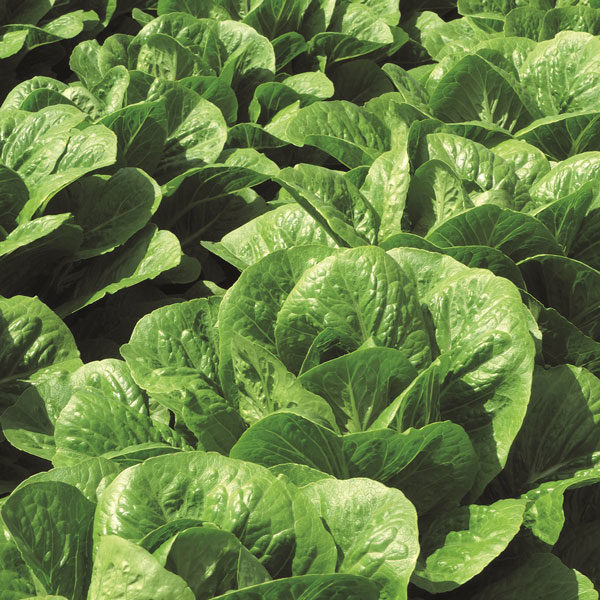 Lettuce 'Claremont' Pack Vegetable/Salad Kings's Seeds