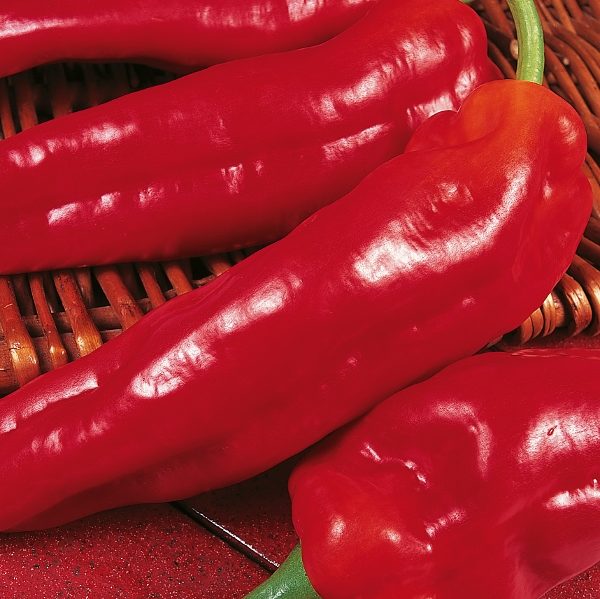 Pepper (Sweet) 'Long Red Marconi' Pack Kings Vegetable Seeds