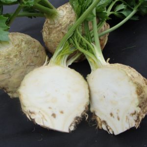 Celeriac 'Asterix F1' Pack Kings Vegetable Seeds