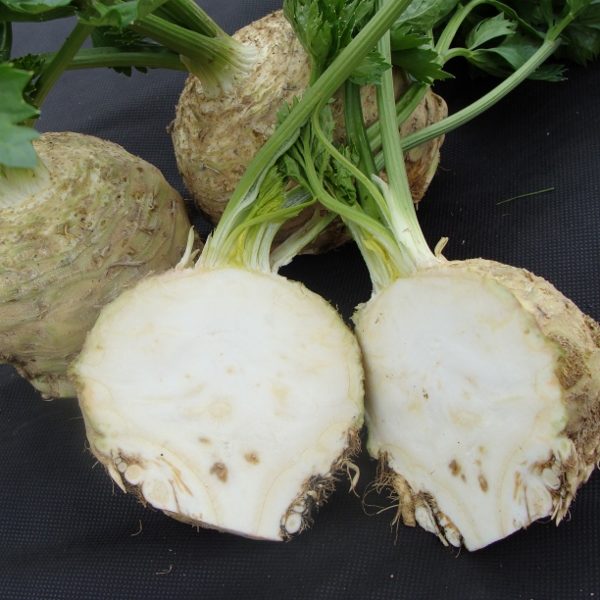Celeriac 'Asterix F1' Pack Kings Vegetable Seeds