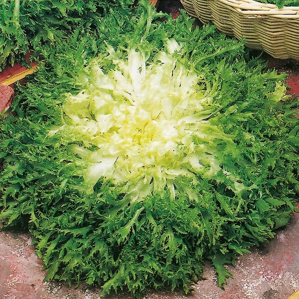 Endive Panaclieri (RHS AGM) Pack King's Quality Seeds