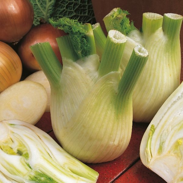 Fennel Sweet Florence (Feoniculum Vulgare Mill) Kings Pack Seeds
