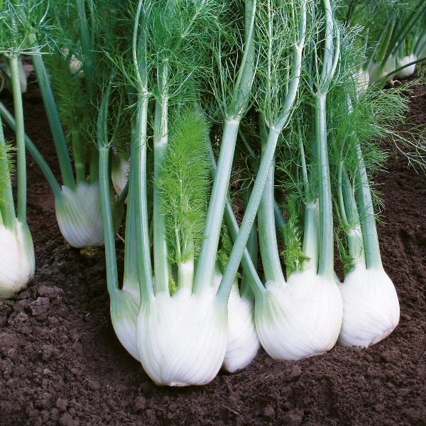 Fennel Rondo F1 Pack King's Quality Seeds