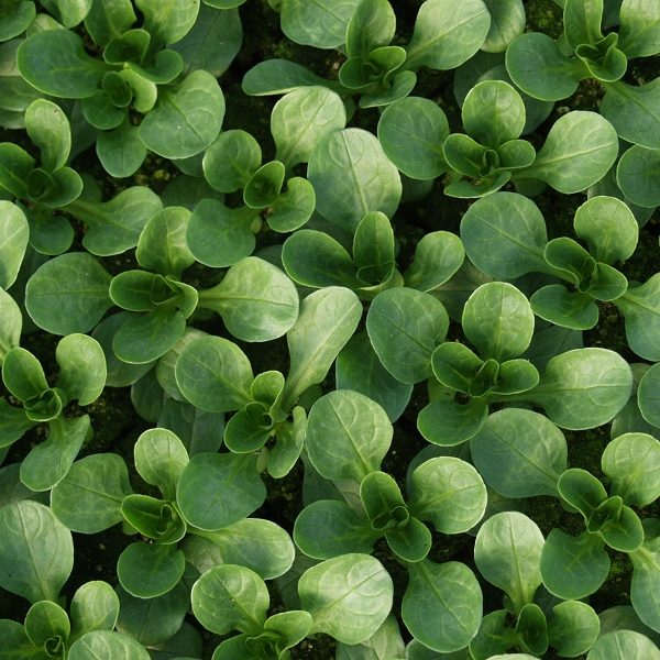 Salad Leaf Corn Salad Vit (Lambs Lettuce) Pack King's Seeds