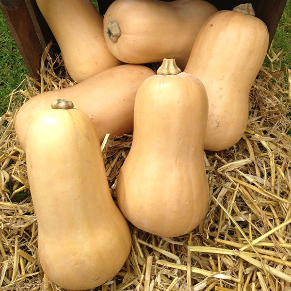 Squash Winter / Gourd Butternut Waltham Pack King's Quality Seeds