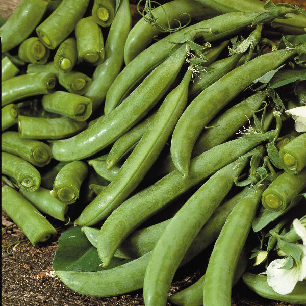 Pea 'Delikett' (Snap) Kings's Quality Pack Vegetable Seed