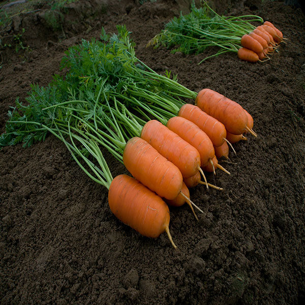 Carrot Seed "Aron" F1 Pack Kings Seeds