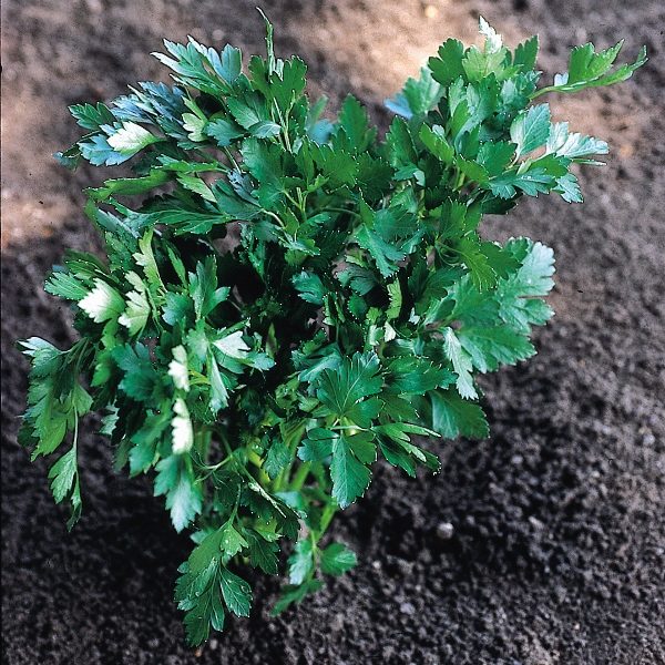 Parsley 'Italian Giant' Pack Herb Seeds Suffolk Herbs