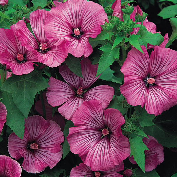 Lavatera 'Loveliness' Pack Kings Garden Flower Seeds
