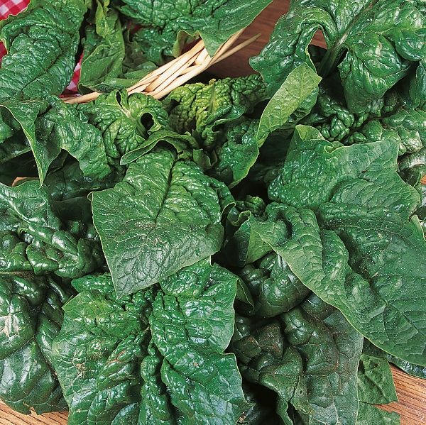 Spinach 'Giant Winter' Pack Kings Vegetable Seeds