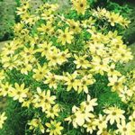 Coreopsis Verticillata 'Moonbeam' Perennial Bareroot Pack x1