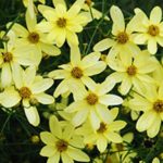 Coreopsis Verticillata 'Moonbeam' Perennial Bareroot Pack x1