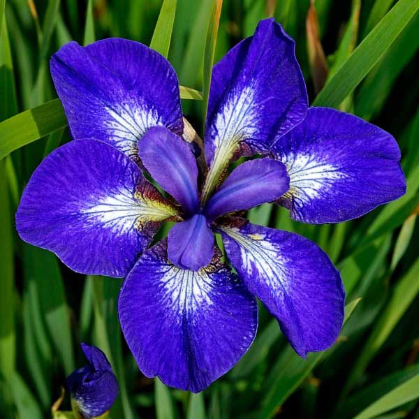 Iris Sibirica Siberian Iris 'See Stars' Bulb/Tuber/Rhizome Pack x1