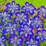 Iris Sibirica Siberian Iris 'See Stars' Bulb/Tuber/Rhizome Pack x1