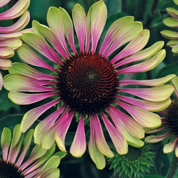 Echinacea Purpurea Coneflower 'Green Twister' Perennial Bulb/Root/Rhizome