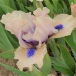 Dwarf Iris Pumila 'Tickety Boo' Perennial Bulbs & Tubers Pack x1