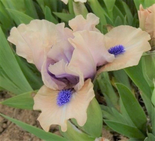 Dwarf Iris Pumila 'Tickety Boo' Perennial Bulbs & Tubers Pack x1