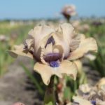 Dwarf Iris Pumila 'Tickety Boo' Perennial Bulbs & Tubers Pack x1