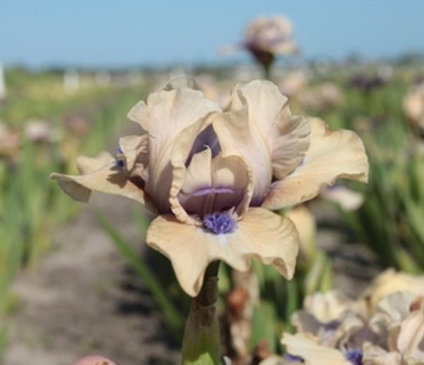 Dwarf Iris Pumila 'Tickety Boo' Perennial Bulbs & Tubers Pack x1
