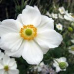 Anemone Japanese × Hybrida 'Honorine Jobert' Perennial Bareroot Plant Pack x1