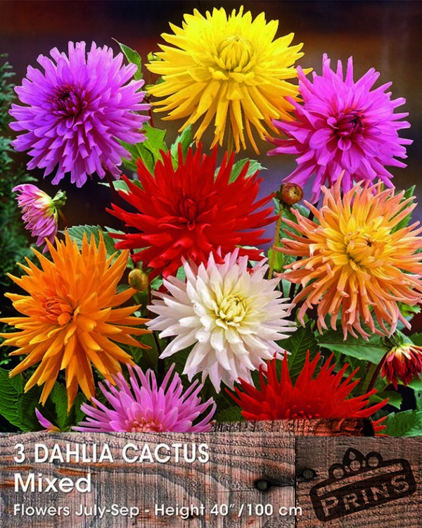 Dahlia Cactus 'Mixed' WPC Prins Bulbs/Tubers Value Pack x3