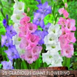 Large Gladioli 'Pastel Mixed' WPC Prins Bulbs Value Pack x25