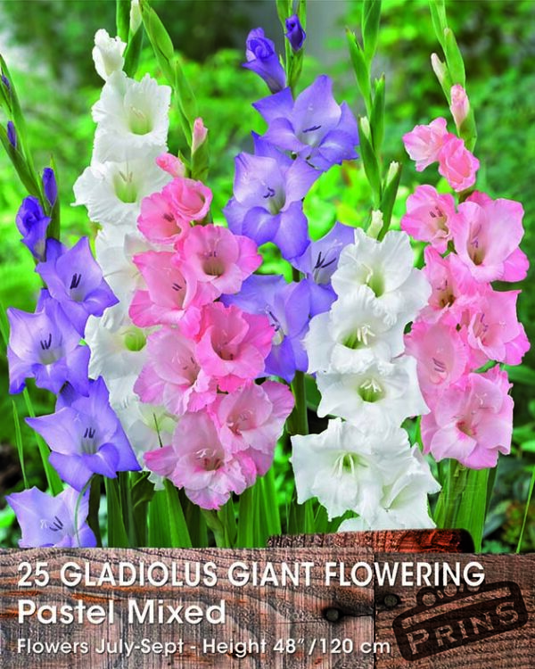 Large Gladioli 'Pastel Mixed' WPC Prins Bulbs Value Pack x25