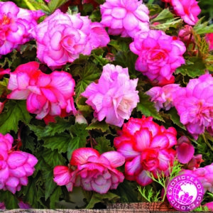 Begonia Hanging Pink Wave Balcony WPC Prins Bulbs Pack x3 Bulbs / Tubers