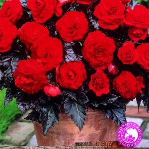 Begonia Maxima Special 'Switzerland' WPC Prins Quality Bulbs/Tubers Pack x3