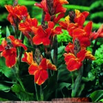Canna Lily 'Rosemond Cole' WPC Prins Summer Bulb/Tuber Pack x1