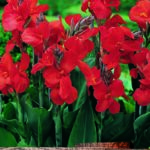 Canna Lily 'The President' Quality WPC Prins Summer Flowering Bulb/Tuber/Root
