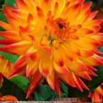 Dahlia Bulb/Tuber Cactus Dahlia 'Bridge View Aloha' WPC Prins Quality Summer Bulbs