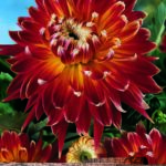 Dahlia Tuber Decorative 'Akita' WPC Prins Quality Bulb/Tuber