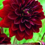 Dahlia Bulb/Tuber Decorative 'Arabian Night' Quality WPC Prins Summer Bulbs